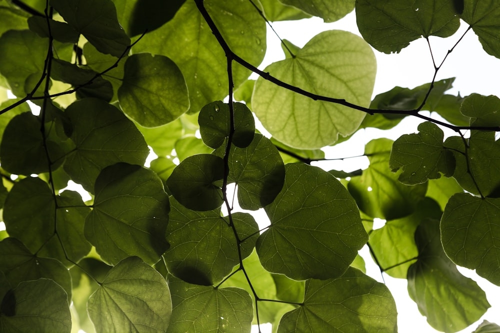 a tree branch with lots of green leaves