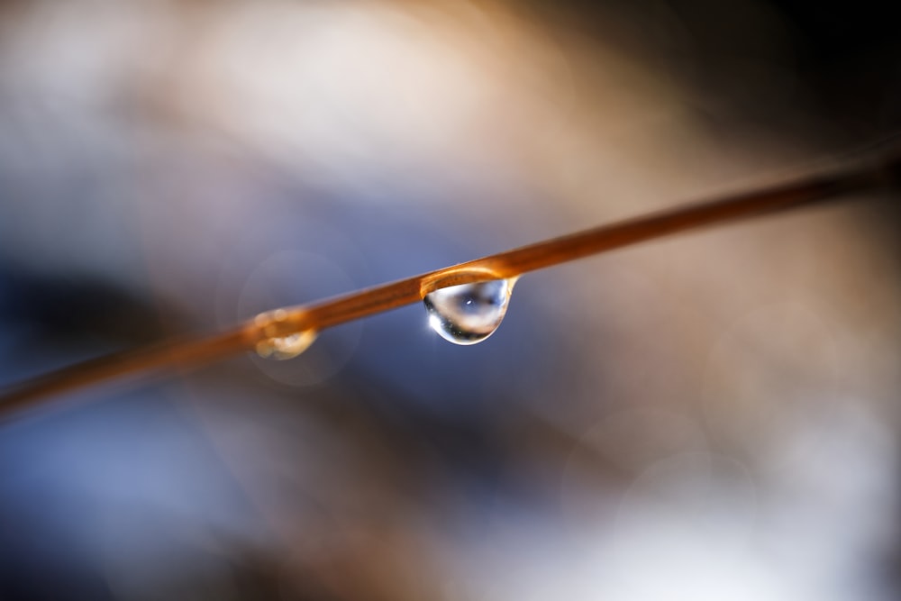 a drop of water hanging from a twig