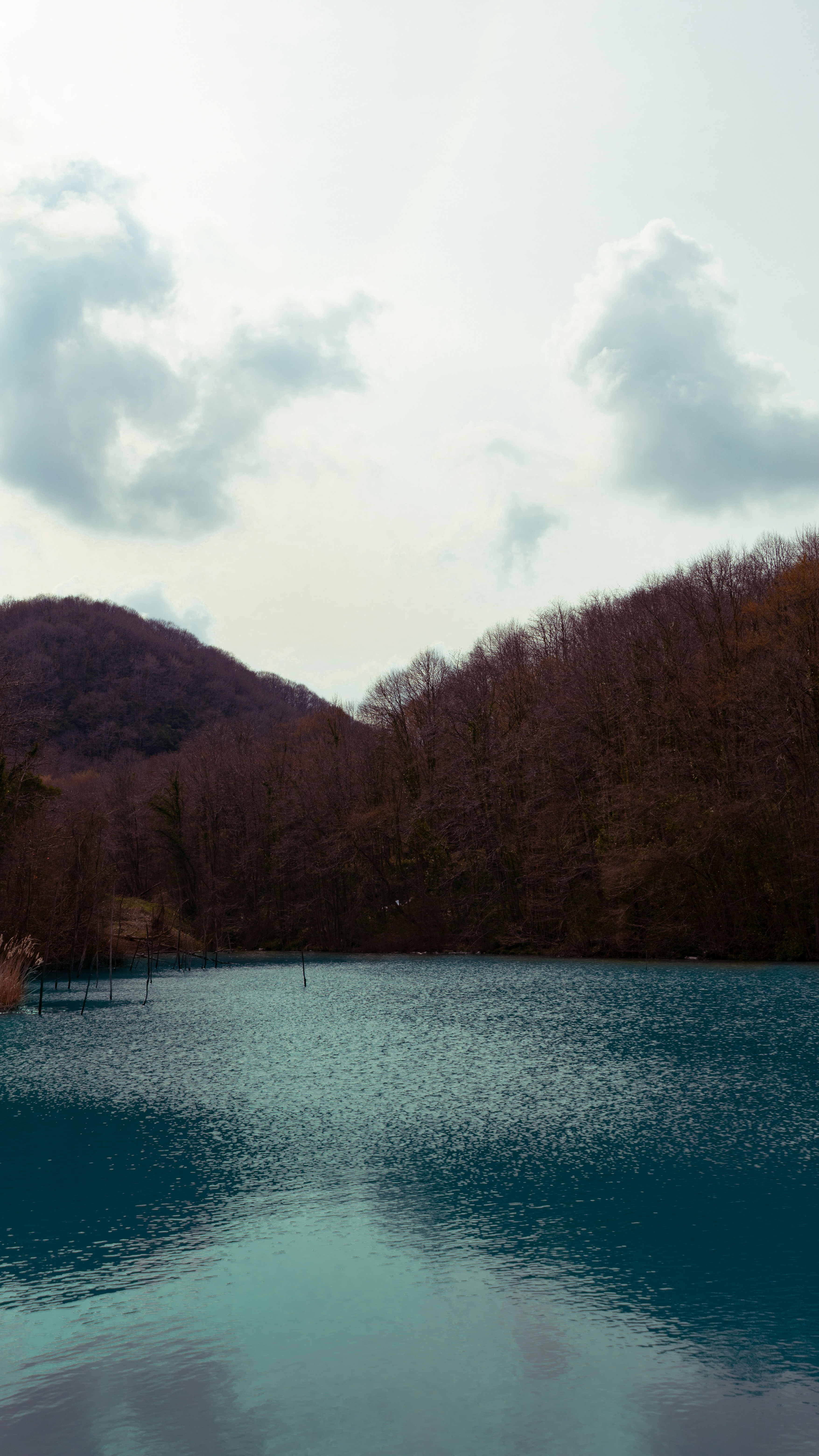 a large body of water surrounded by trees