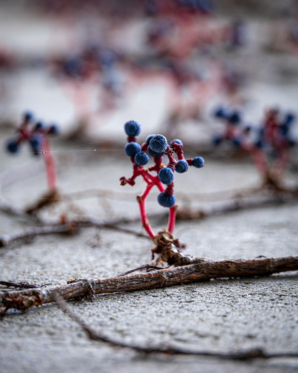 a group of small blue berries sitting on top of a wooden stick