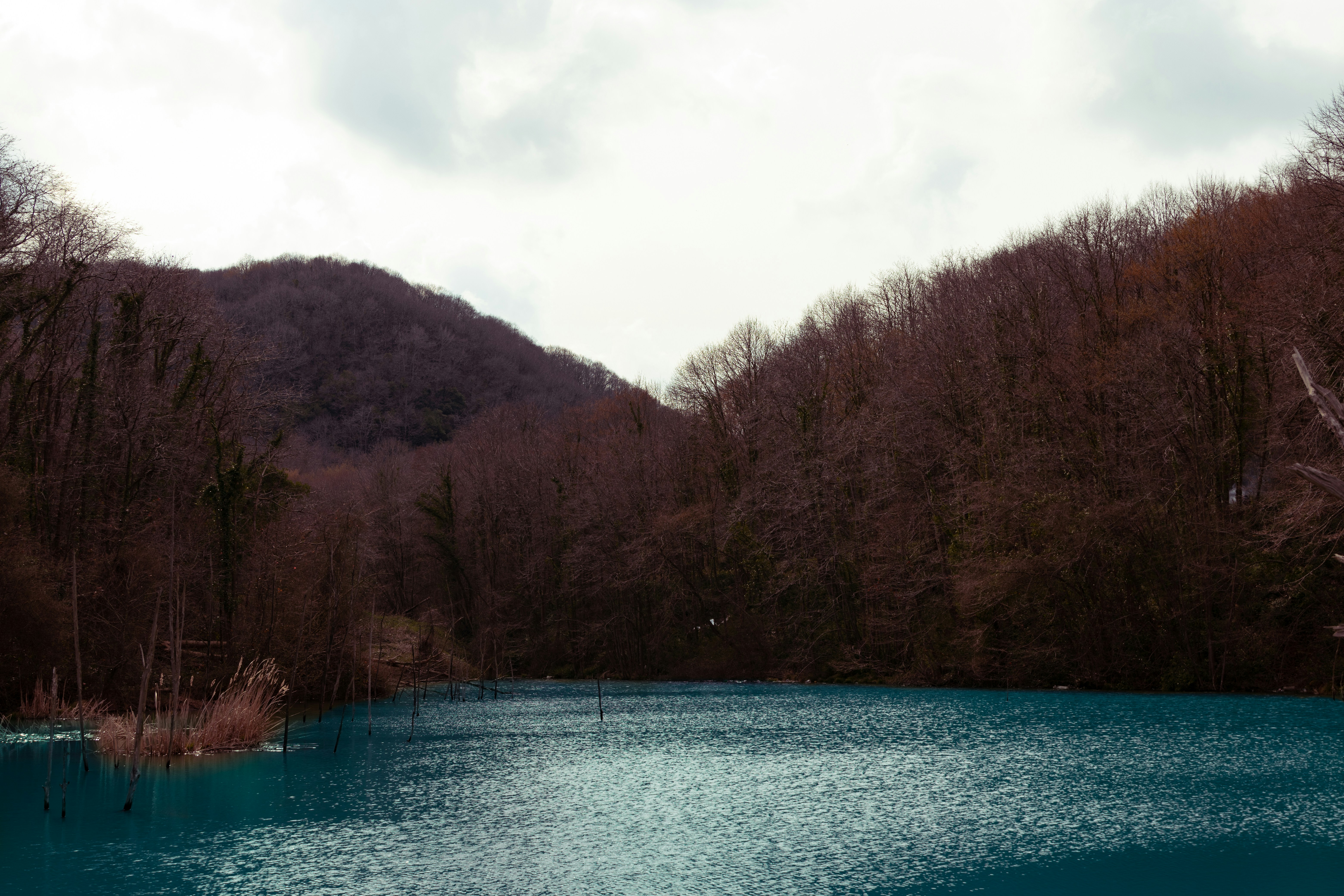 a body of water surrounded by a forest