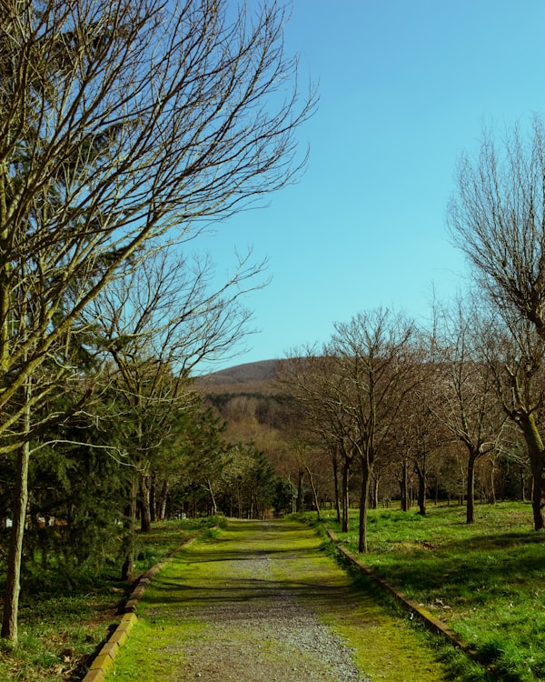 Camino arbolado del parque