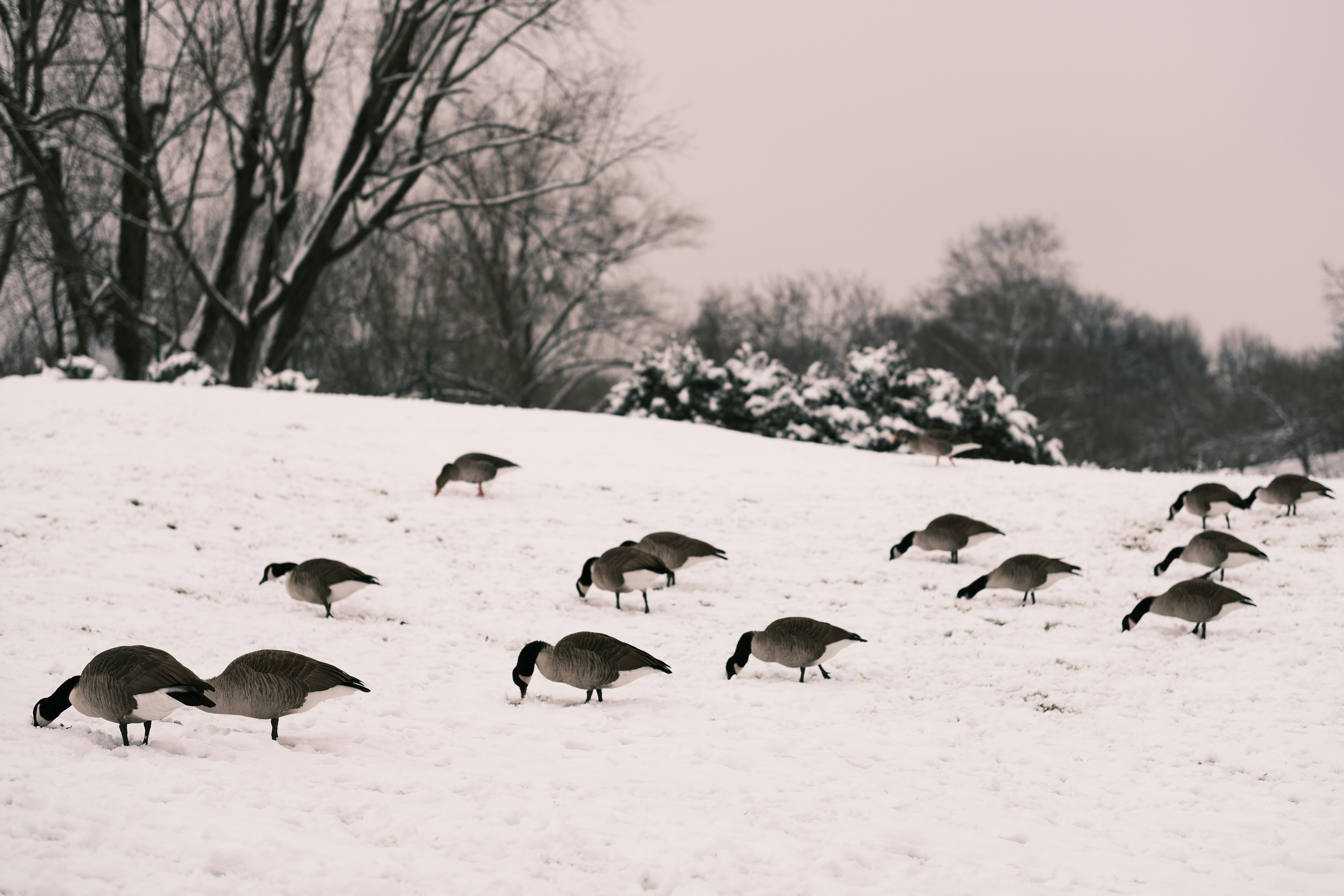A flock of birds walking across a snow covered field