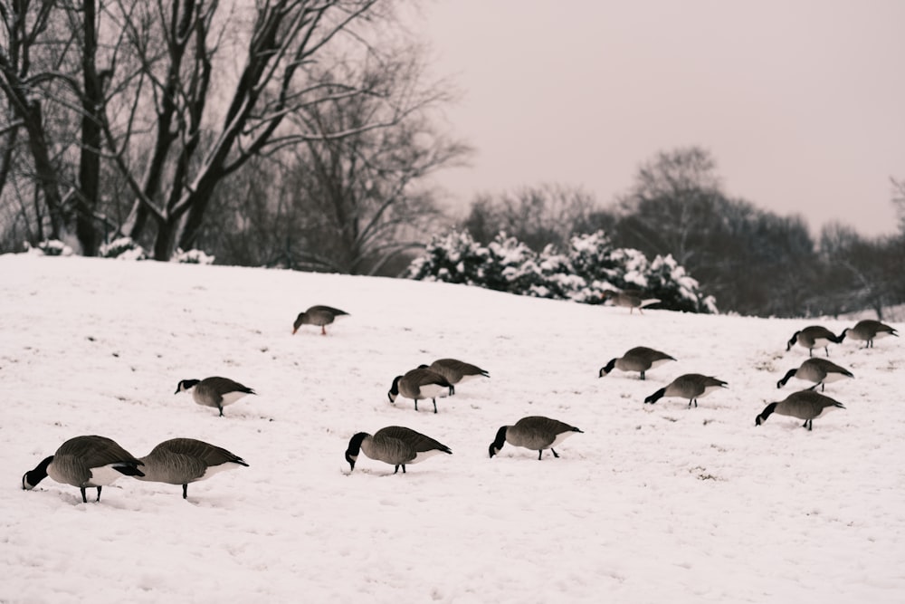 a flock of birds walking across a snow covered field