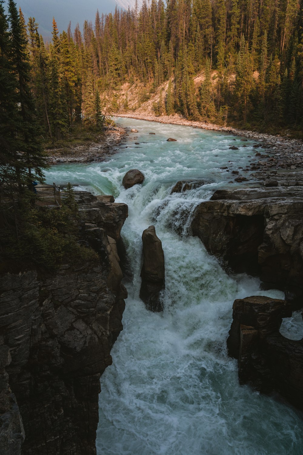 a river flowing through a lush green forest