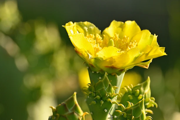 Close-up of vibrant huachuma cactus blossoms glowing in warm golden light.