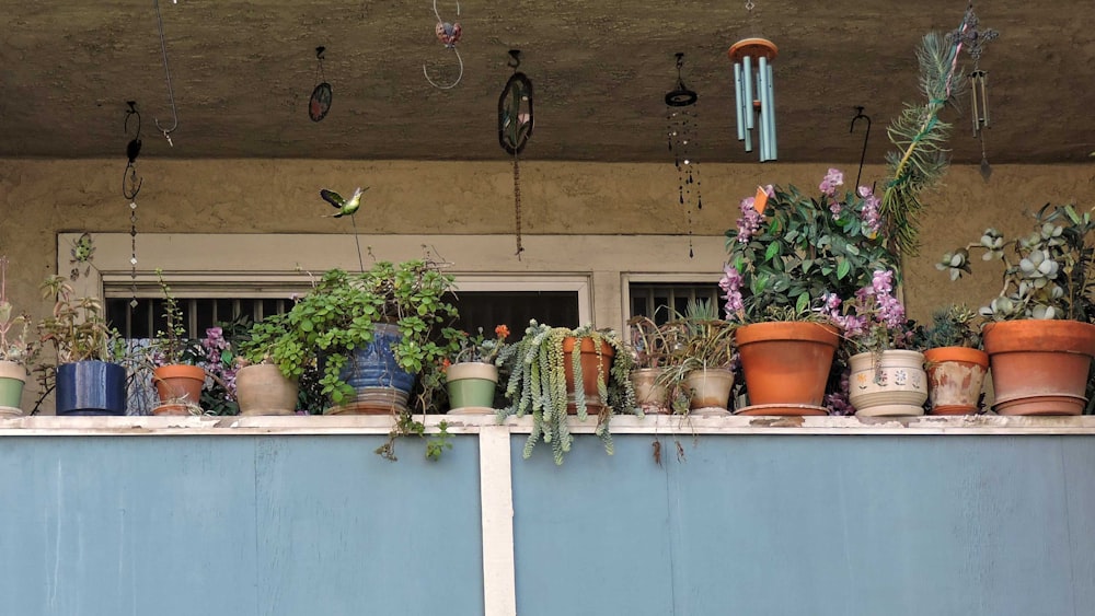 a row of potted plants sitting on top of a blue wall