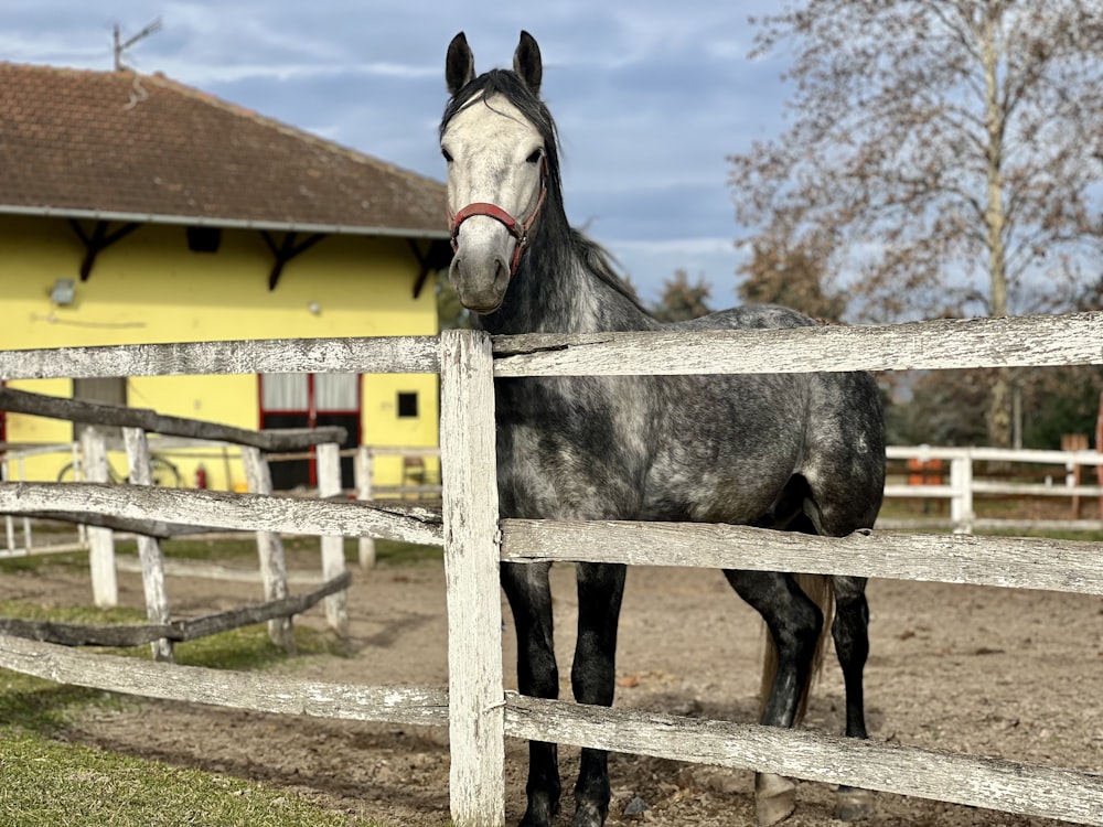 a horse is standing behind a wooden fence