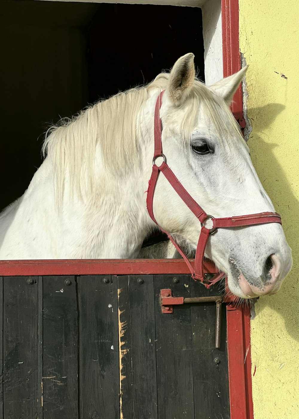 a white horse sticking its head out of a stable