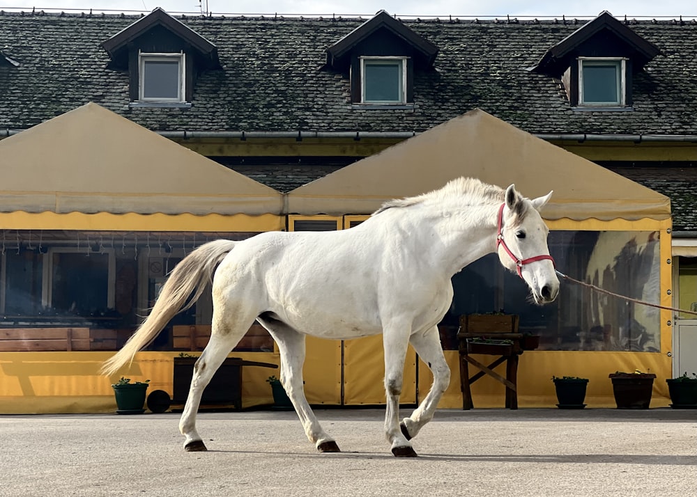 Un caballo blanco caminando frente a un edificio