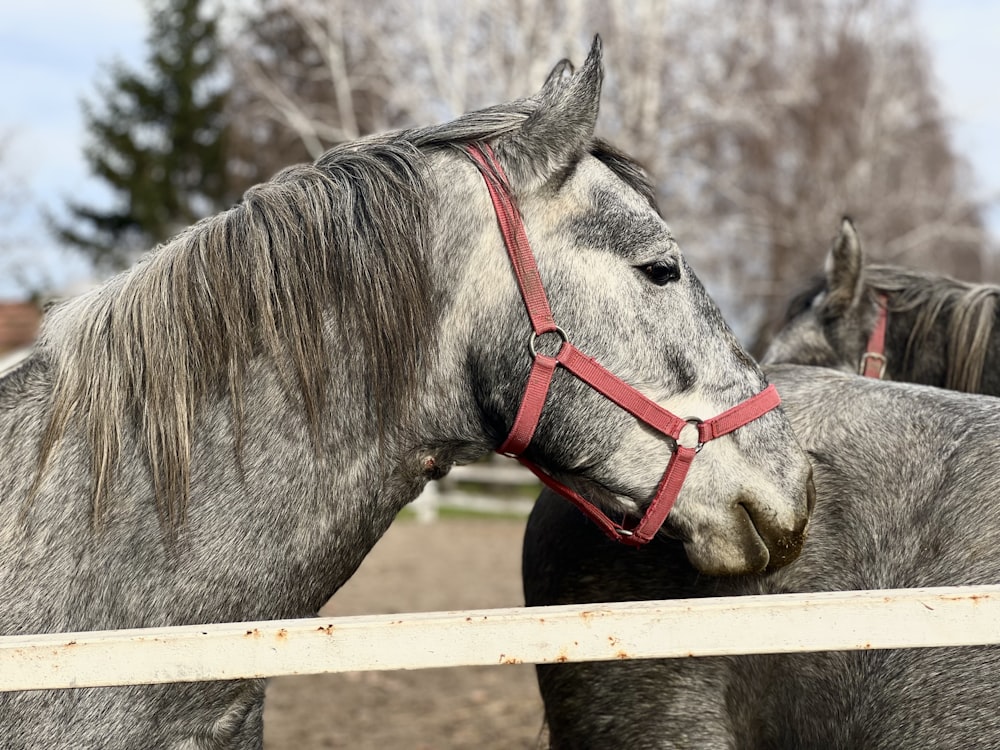 a close up of a horse near a fence