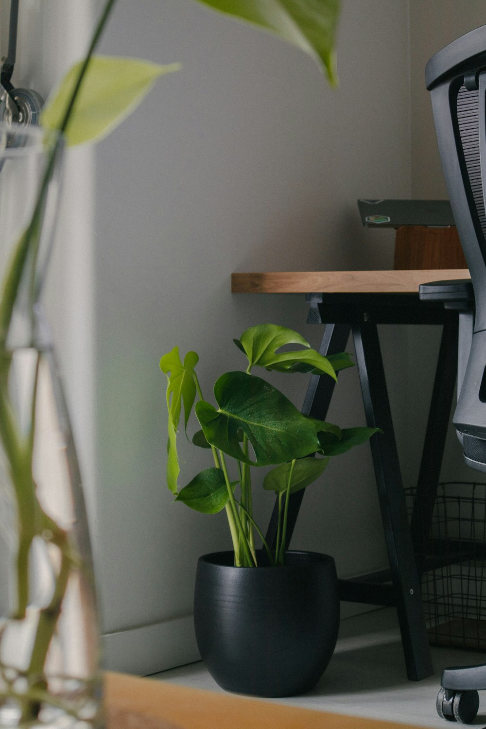 a green plant in a black pot next to a computer