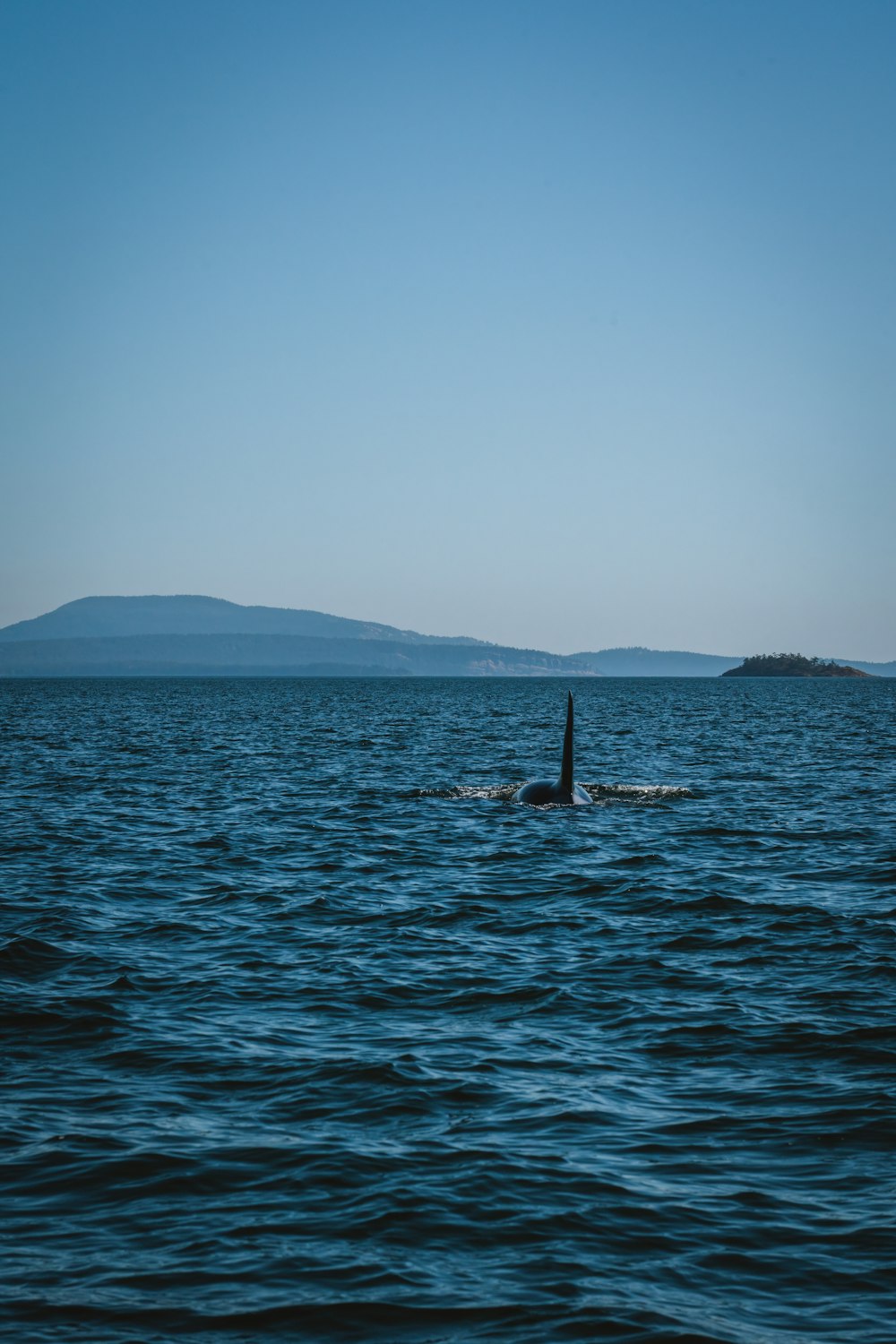 a lone orca swimming in a large body of water