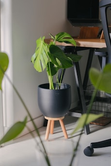 A stylish workspace adorned with air-purifying plants in sleek containers.