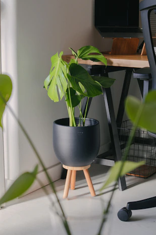 Close-up of a modern wooden office desk with a laptop and a potted plant, showcasing mokono's furniture style.