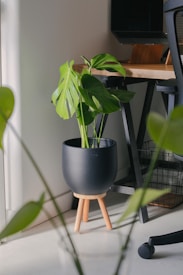 A modern office or home workspace features a sleek black pot with a lush green monstera plant on a wooden stand. The plant is placed beside a desk with angled black legs, which holds a closed laptop on a wooden riser. A black mesh office chair is partially visible, and soft natural light illuminates the scene, creating gentle shadows.