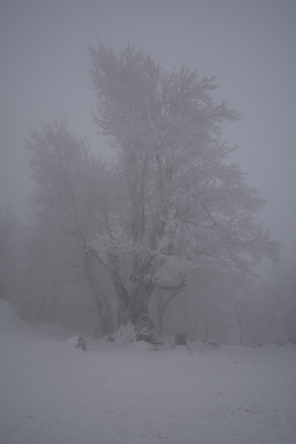 a foggy tree in the middle of a field