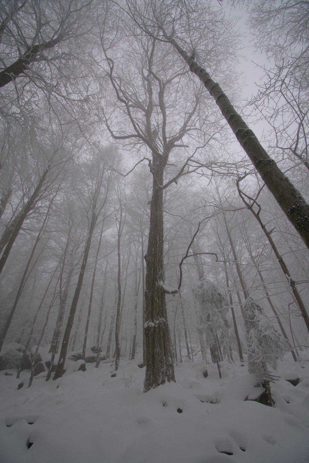 uma floresta nevada cheia de muitas árvores