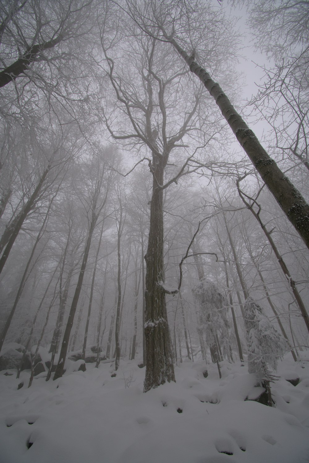 a snowy forest filled with lots of trees