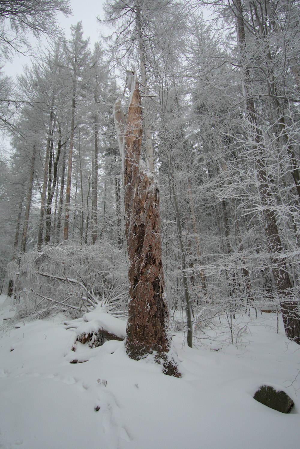a very tall tree in the middle of a snowy forest