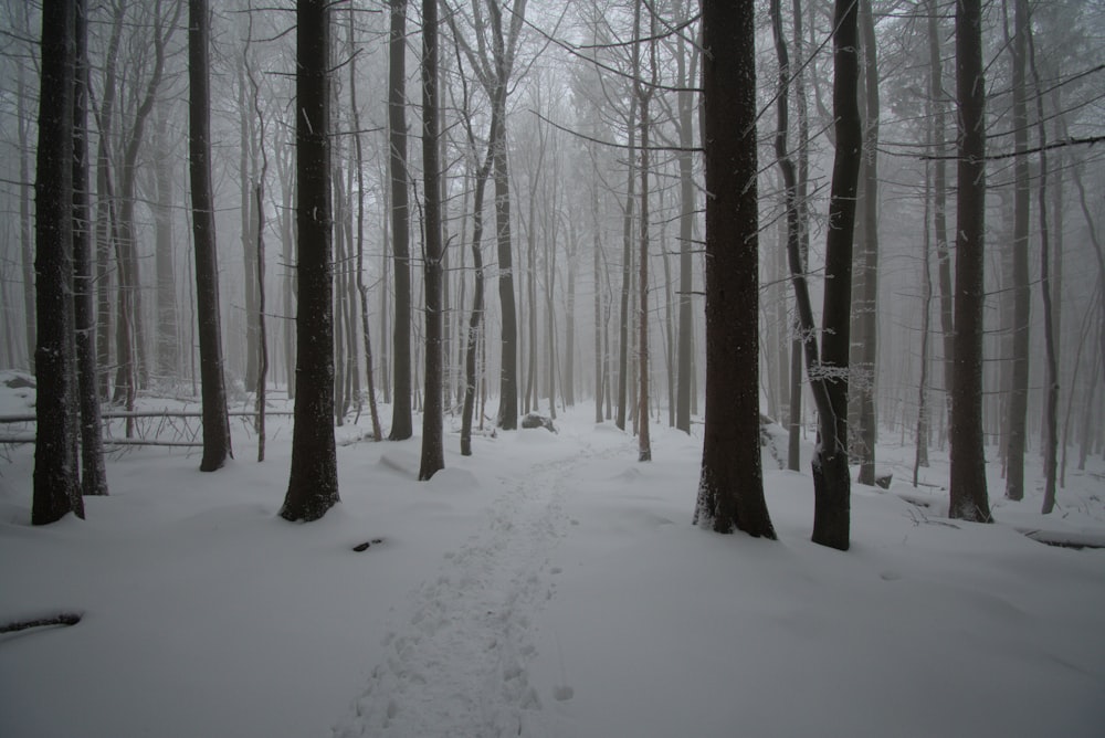 a trail through a snowy forest with footprints in the snow