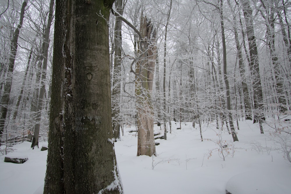 a snow covered forest filled with lots of trees