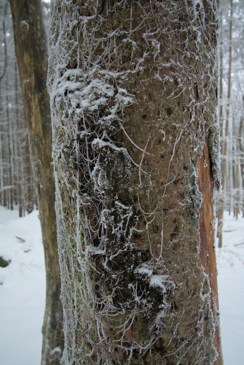 a tree that is covered in snow in the woods