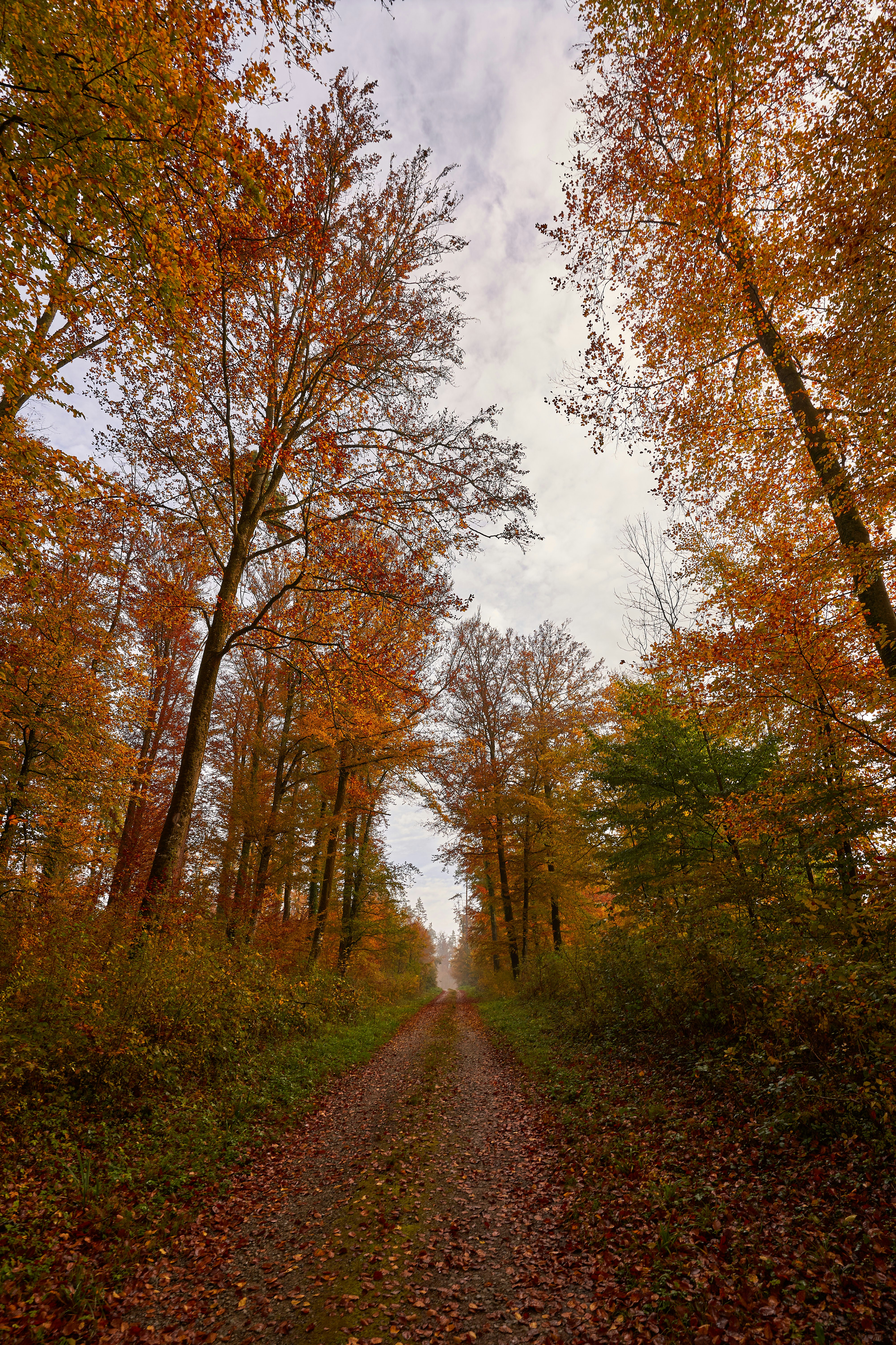 Photo by wolfgang_hasselmann