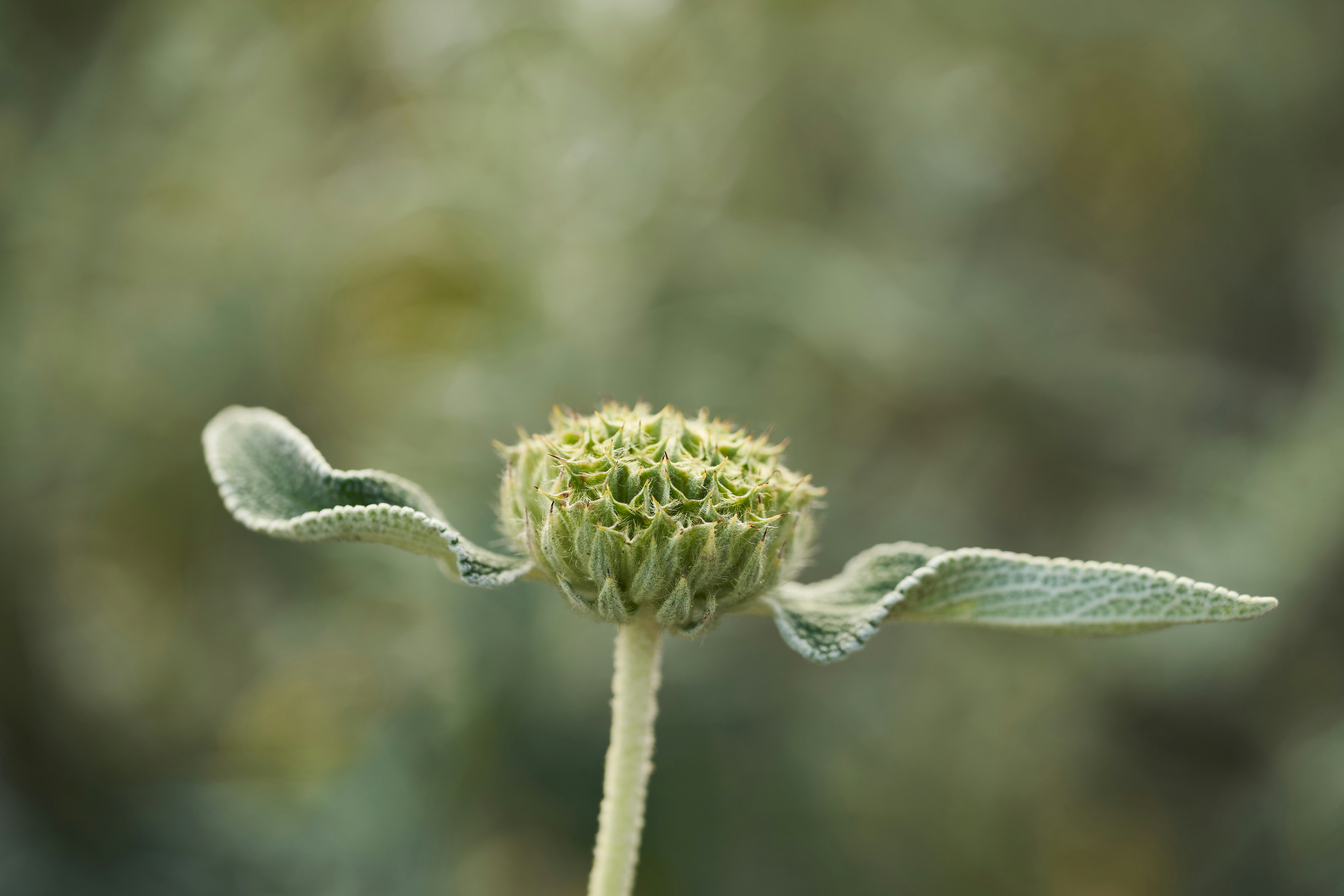 Photo by wolfgang_hasselmann