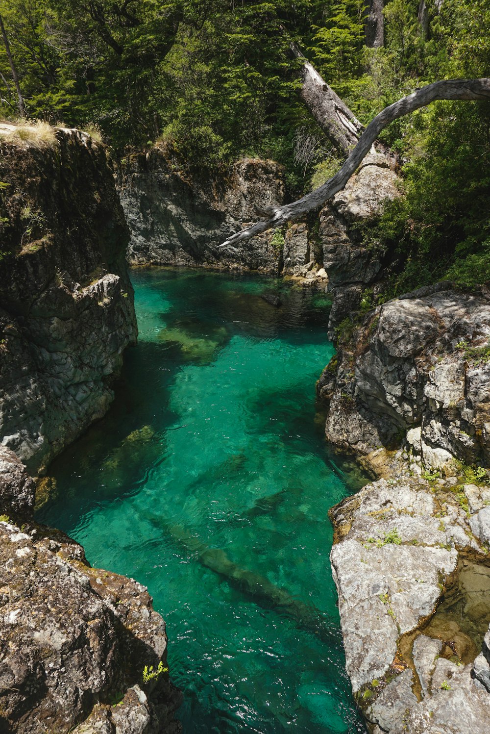 a river running through a lush green forest