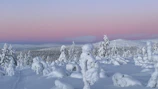 a snow covered forest with a pink sky in the background