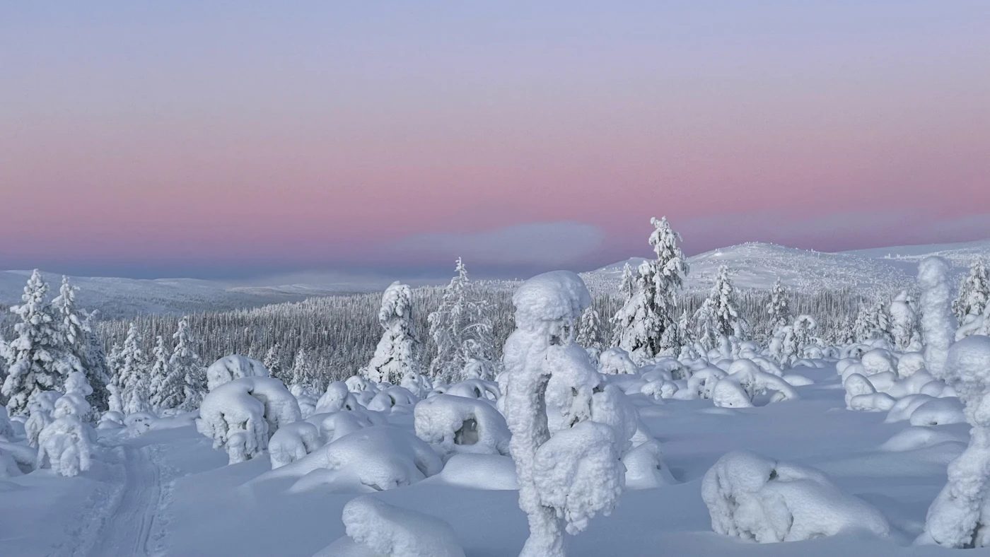 Snow-laden forest under a pink sky in Urho Kekkonen National Park, Finnish Lapland