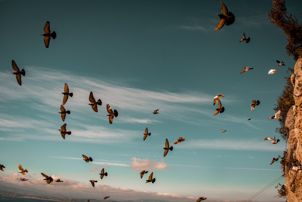 a flock of birds flying over a cliff