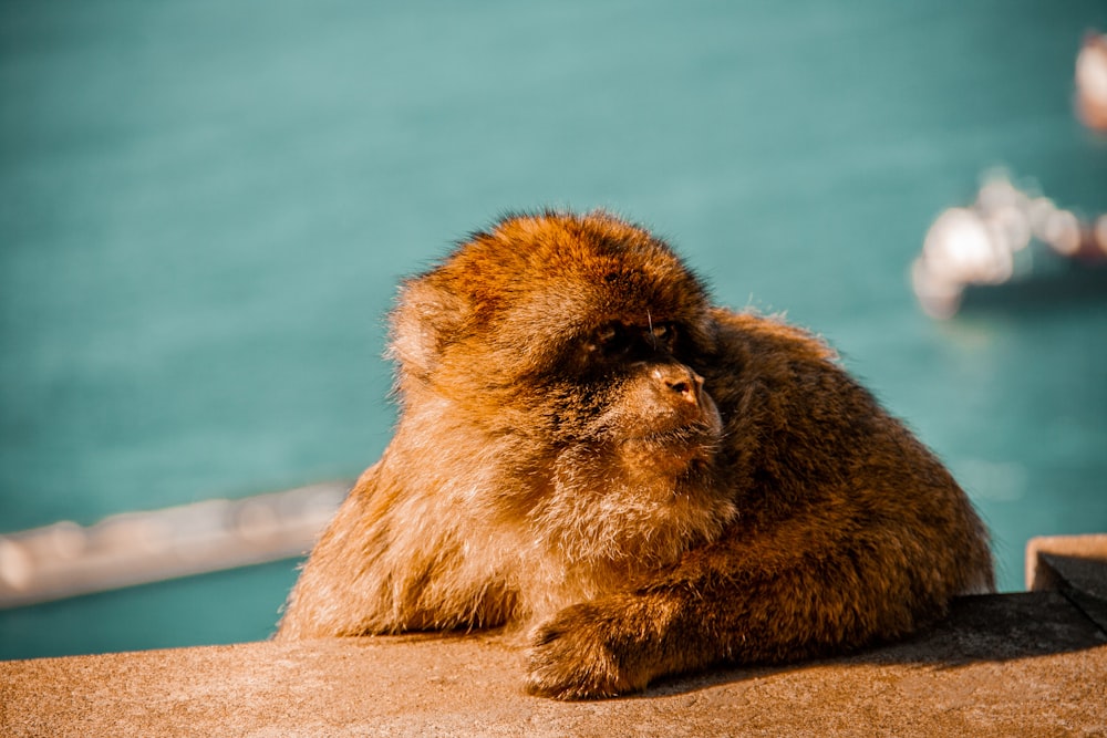 a monkey sitting on a ledge next to a body of water