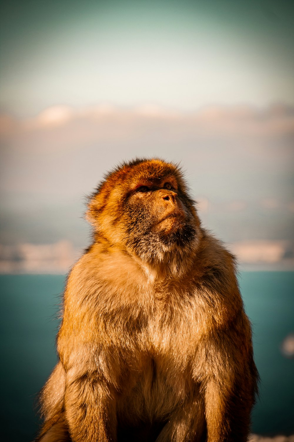 a brown monkey sitting on top of a sandy beach
