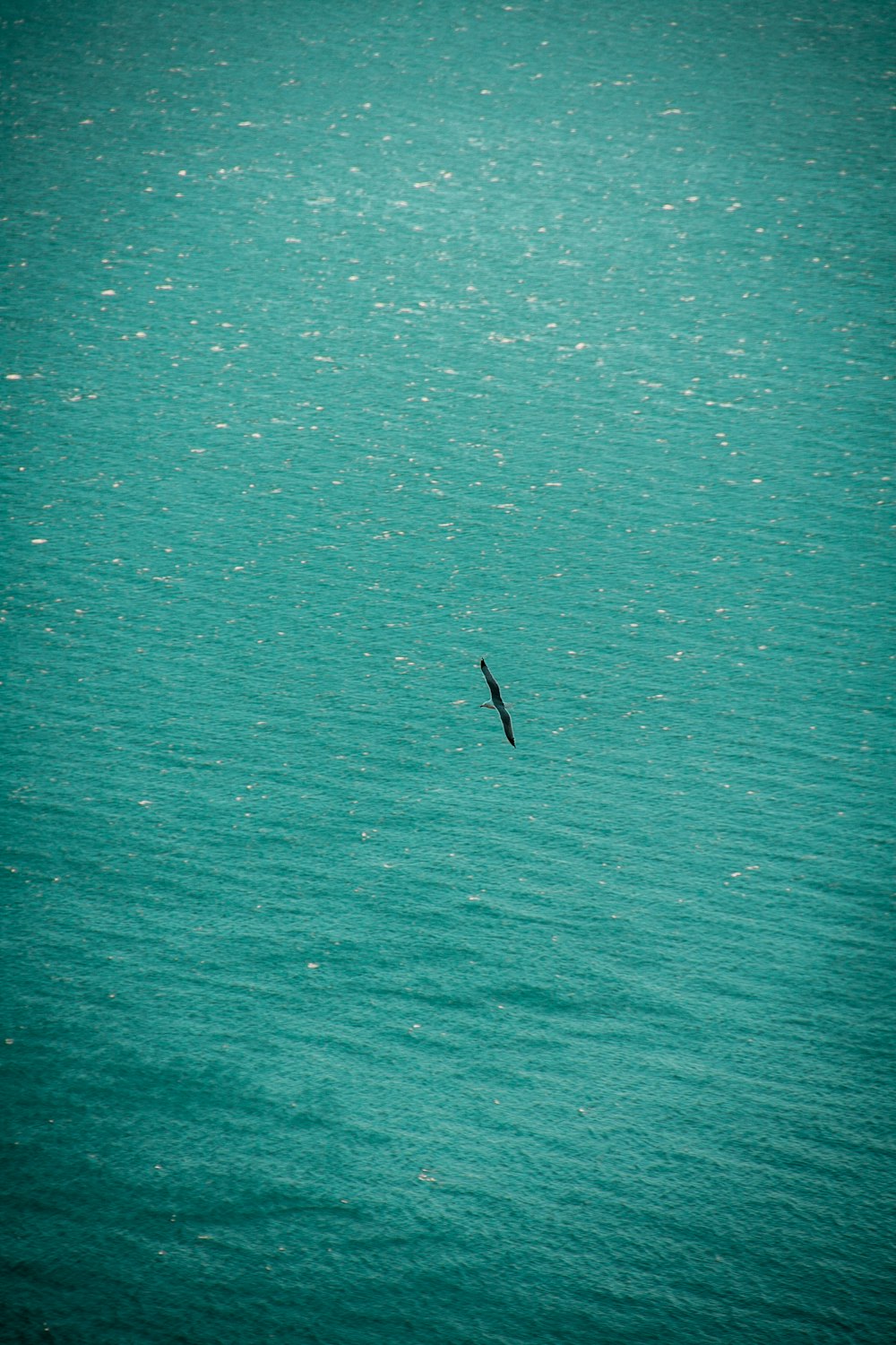 a bird flying over a large body of water