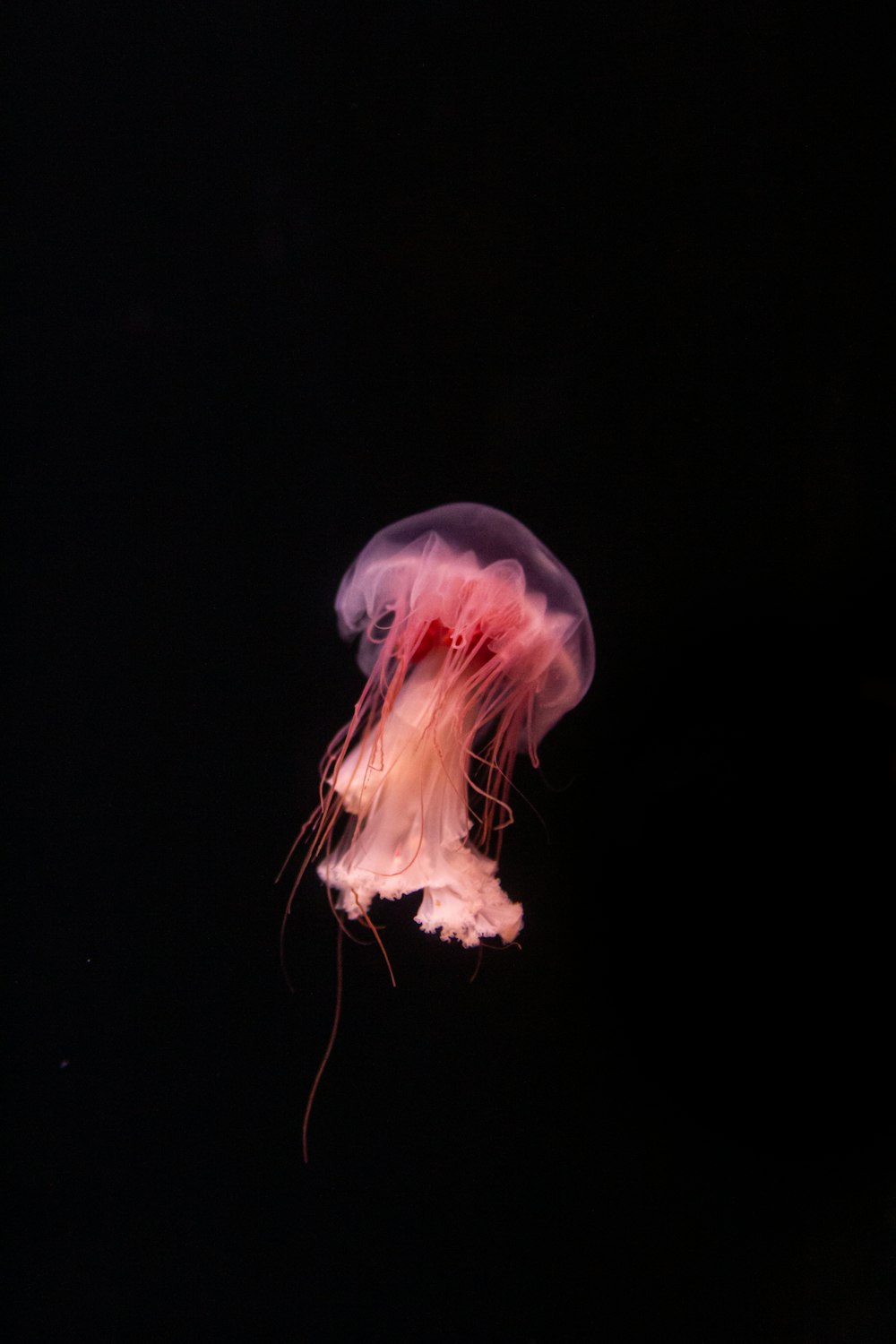 a pink jellyfish floating in the dark water