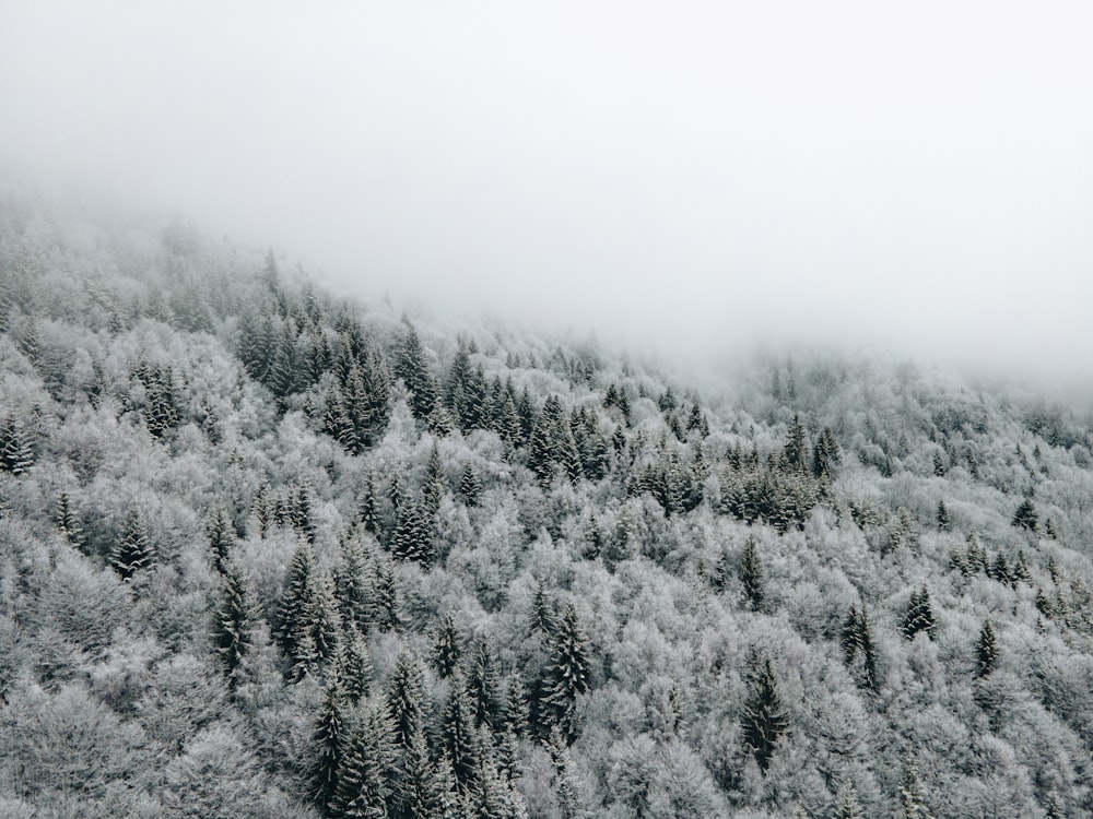 a mountain covered in snow with trees covered in snow