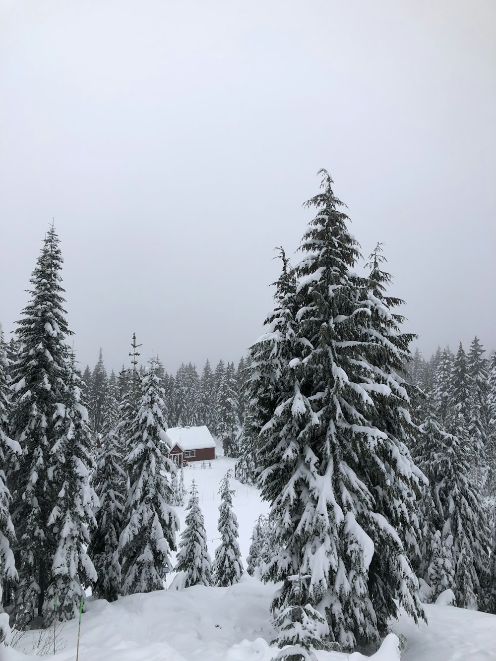 a snow covered forest with a cabin in the distance