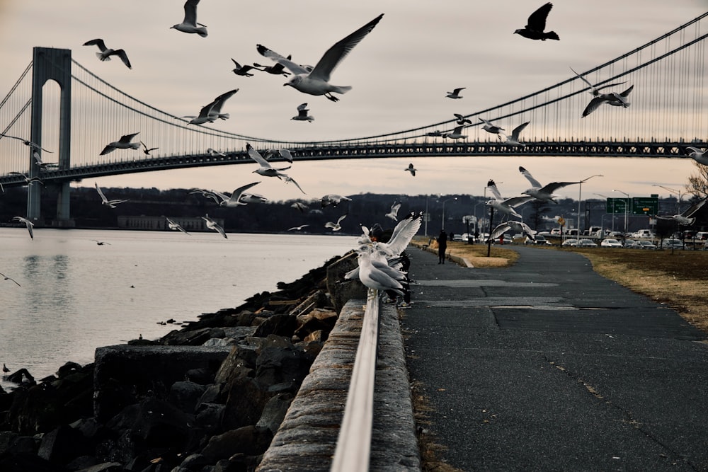 a flock of birds flying over a body of water