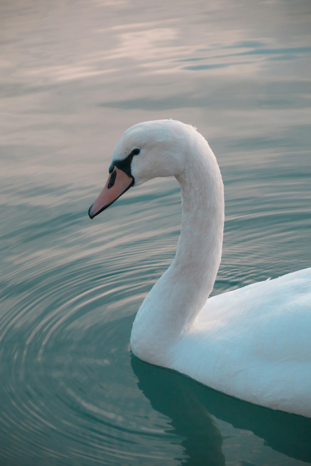 a white swan floating on top of a body of water