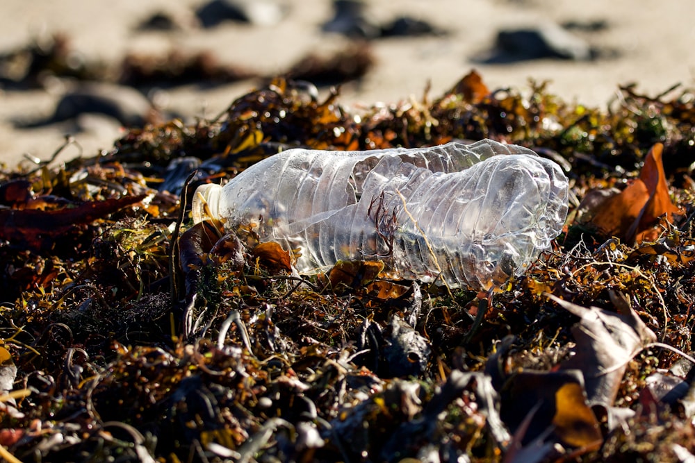 a plastic bottle sitting on top of a patch of grass