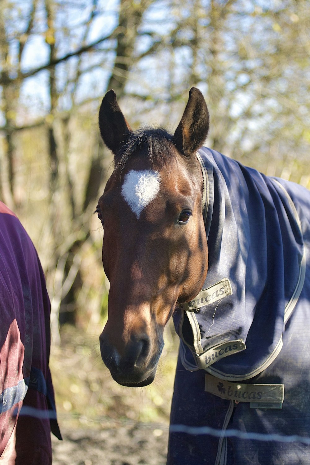 Un cheval brun portant une couverture bleue à côté d’un homme