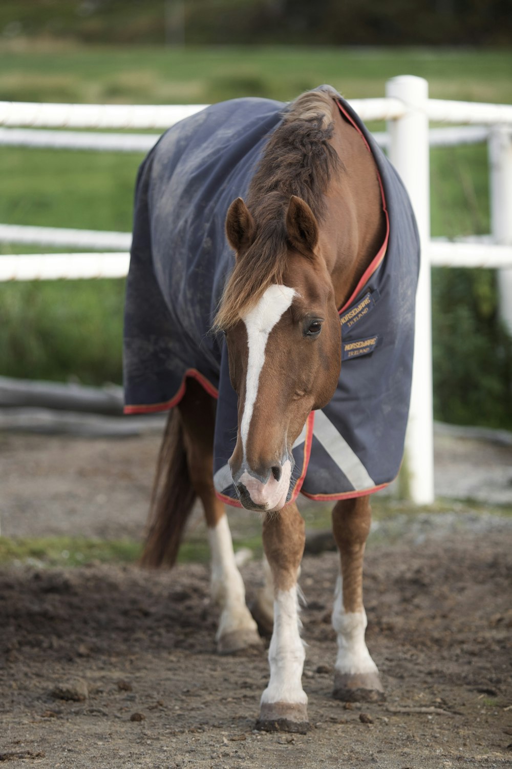 a horse with a blanket on it's back