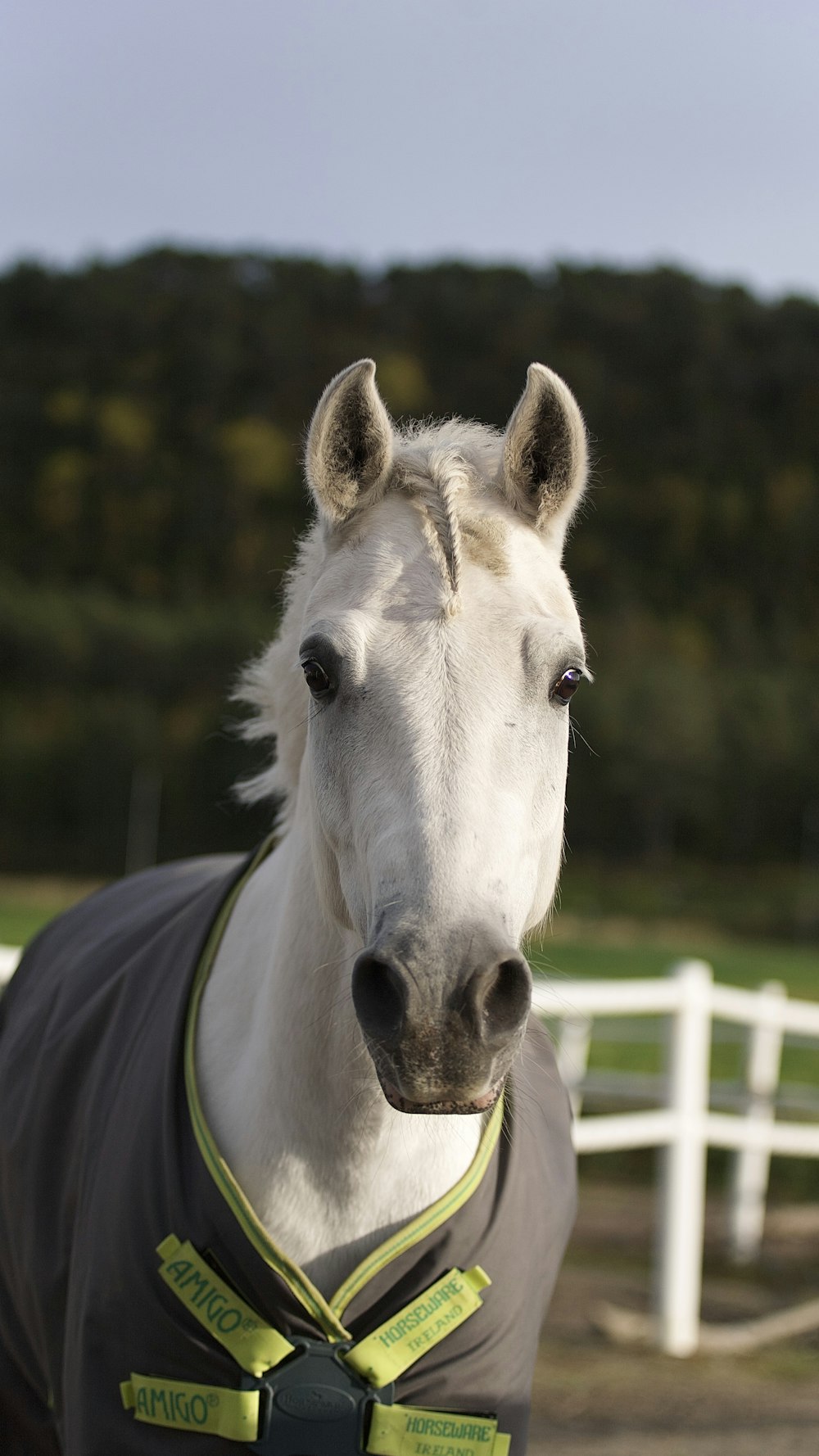 a white horse wearing a gray shirt and a green tie