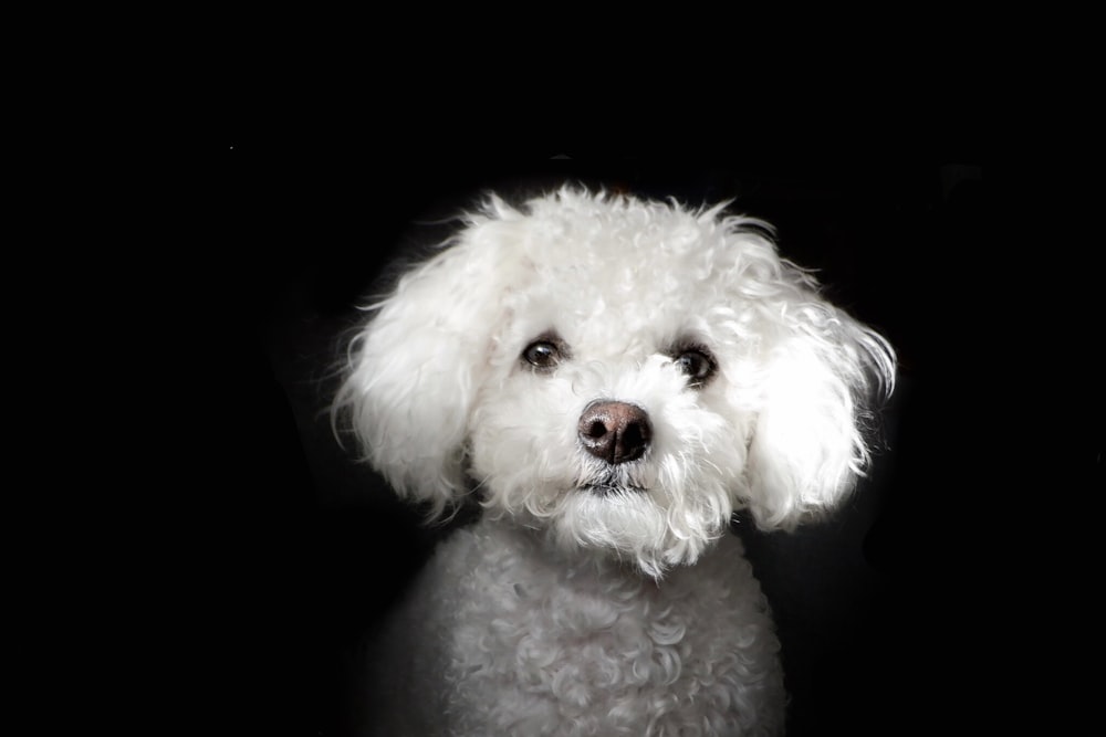 a small white dog sitting in the dark
