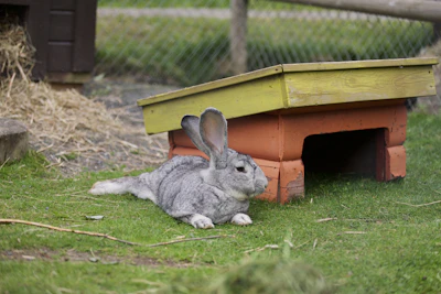 a rabbit is sitting in the grass near a dog house