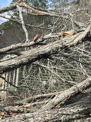 A Bradford pear tree with multiple weak crotches splitting apart under the weight of branches.