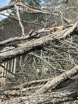 A large tree with multiple broken branches lies across a yard, with a house partially visible in the background. The branches appear to be dead or damaged, possibly from a storm. The setting includes a wooden fence and other trees, with a cloudy sky overhead.