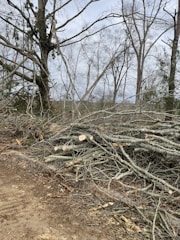 A large number of fallen tree branches are piled on the ground, surrounded by leafless trees. The scene suggests a forest area after tree cutting or storm damage.